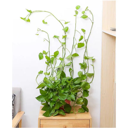 Self-Adhesive Plant Wall Clips with Strong Hold | 50-Piece Set for Easy Plant Organization